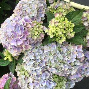 Hydrangea macr. blauw.JPG kopen